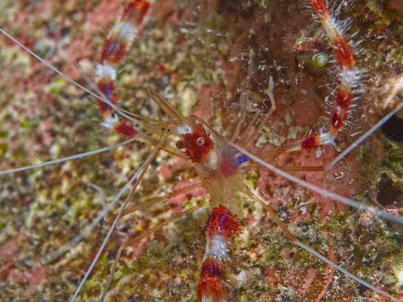 Shrimp, House Reef